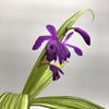 Bletilla striata 'Gotemba Stripes'